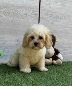 Cavapoo - Ella ( Toy Size )