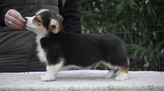 Welsh Corgi Pembroke - Hermes The Playful From Farm Of Happy Dogs
