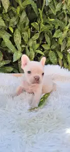 French Bulldog - Dom