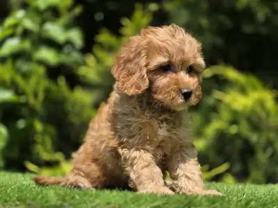 Cavapoo - Tim