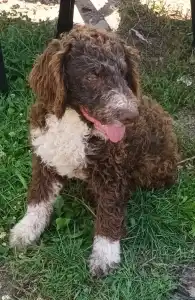 Lagotto Romanjolo - Aky