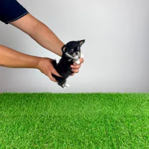 Chihuahua - Nici