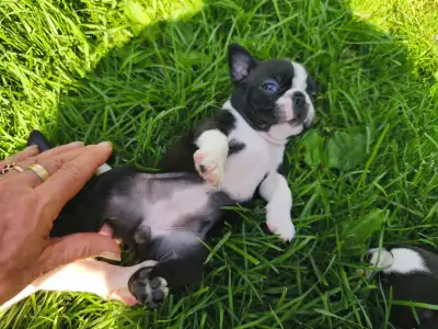 Boston Terrier - Gloria