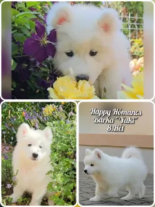 Samojed - Happy Hómancs Barka "yuki"
