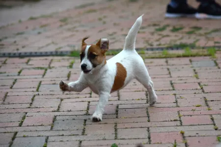 Jack Russell Terrier - Gold Leash Quantum Quinn