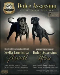 Cane Corso Italiano - Dolce Assassino Polina
