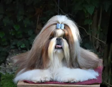 Shih-tzu - La Bellezza Del Tibet