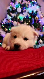 Szibériai husky - Ametiszt Of Polar Moonlights