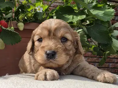 Cavapoo - Bigbob