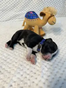 Portugalský vodní pes - Brooks