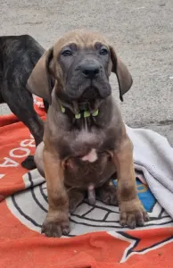 Fila brasileiro - Jose, Jumbo, Jack Sp