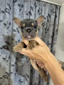 French Bulldog - Napsugár