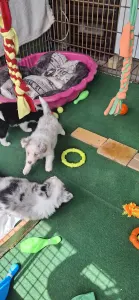 Border Collie - Fióna/dr Szöszi