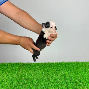 Boston Terrier - Yacco