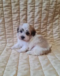 Havanese - Spike
