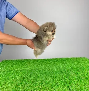 German Pomeranian Spitz - Fee