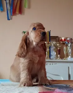 Angol Cocker spániel - Choco 