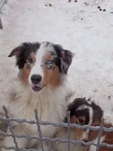 Australian Shepherd - Dailos Not Cheap