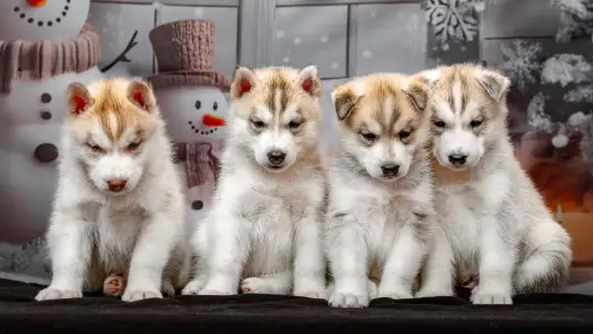 Husky siberian - Brown