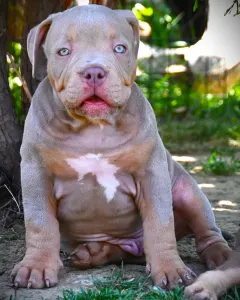 American Bully - Standard - Ghostface Fighters Casey