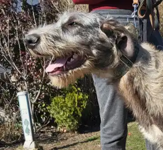 Ogar irlandez - Berry