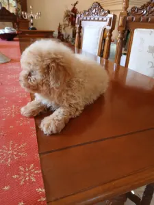 Maltipoo - Maltipoo M