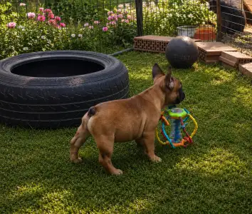 Francia bulldog - Rosalie