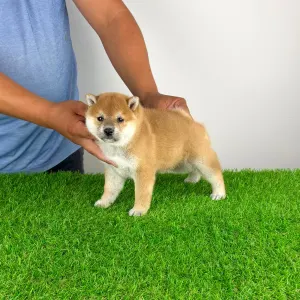 Shiba Inu - Sachi