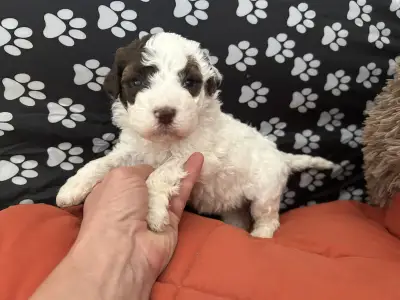Lagotto Romagnolo - Calamiti Jane