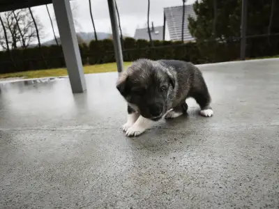 West Siberian Laika - Alvar