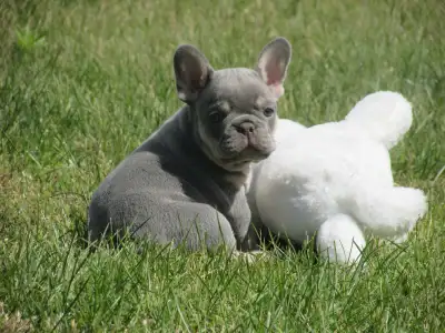 French Bulldog - Frank