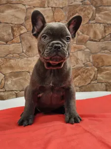 Francuski buldog - Dani