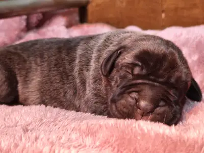 Cane Corso Italiano - Amore Redentore Antrax