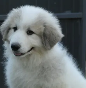 Pyrenean Mountain Dog - Candybelldream Ella