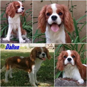 Cavalier King Charles spániel - Dalton