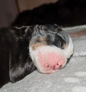 Bernese Mountain Dog - Stella