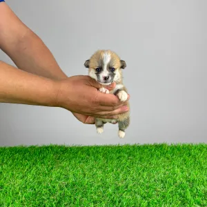 Corgi galez Pembroke - Paya