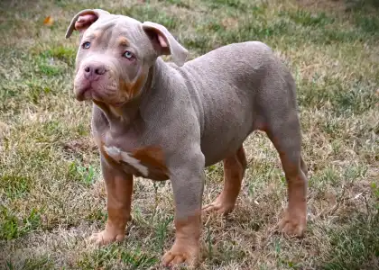 l'American Bully - Standard - Ghostface Fighters Casey