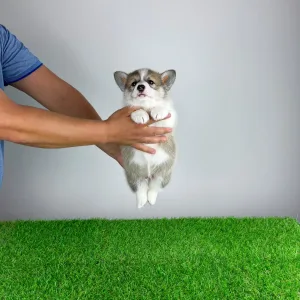 Welsh Corgi Pembroke - Dini