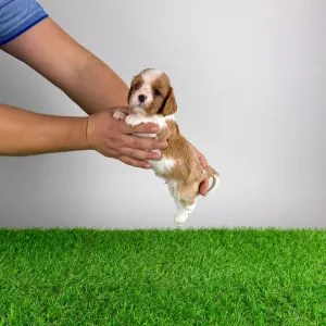 Кавалер кинг-чарльз-спаниель - Dorritos