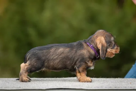 Jamnik - Pearls Of Seven Hills Bella