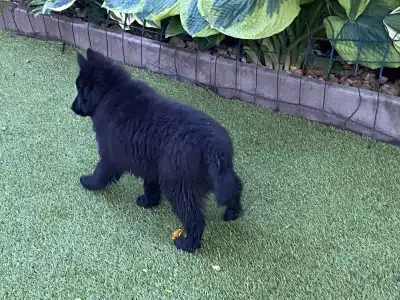 Groenendael Ciobanesc belgian - Gerőcsvári Freddie