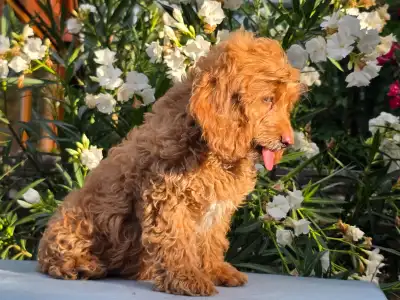 Cavapoo - Milky(health Tested:cardio,eye,patella)