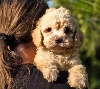 Cavapoo - Mia