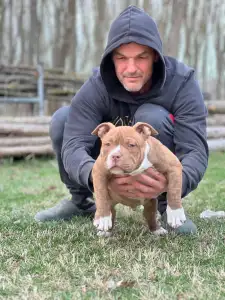 American Bully - Pocket - Choco