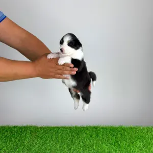 Australian Shepherd - Hermina 