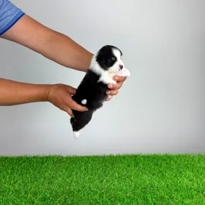 Australian Shepherd - Hermina 