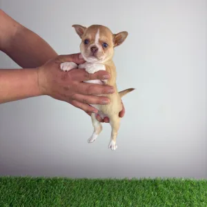 Chihuahua - Zimba 