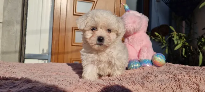 Maltipoo - Holly
