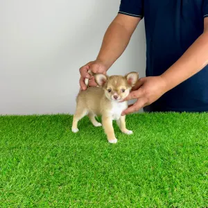 Chihuahua - Kwai